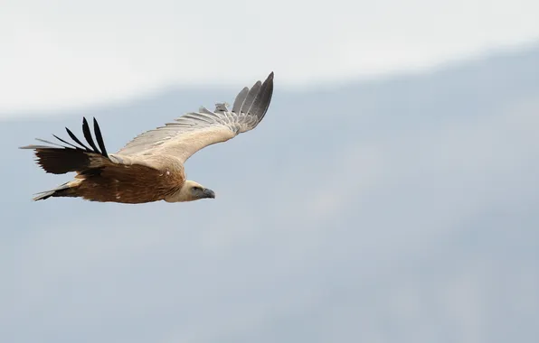Flight, bird, predatory, Griffon vulture