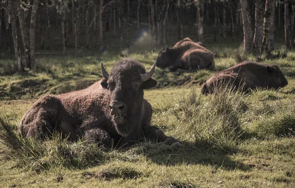 Nature, background, Buffalo