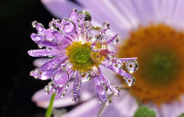 Picture flower, drops, macro, gently