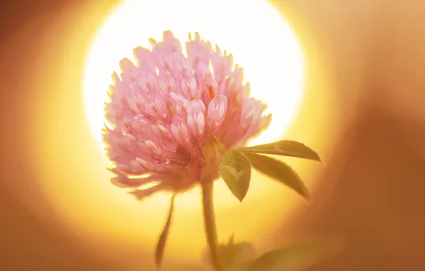 Picture flower, the sun, macro, nature, clover