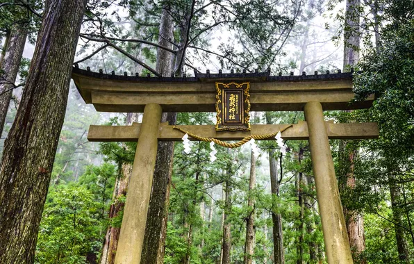 Road, forest, trees, gate, Japan, Honshu, Wakayama, Kumano-Kodo