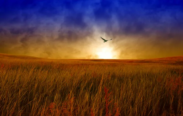 Field, the sky, clouds, flight, landscape, sunset, bird, the evening