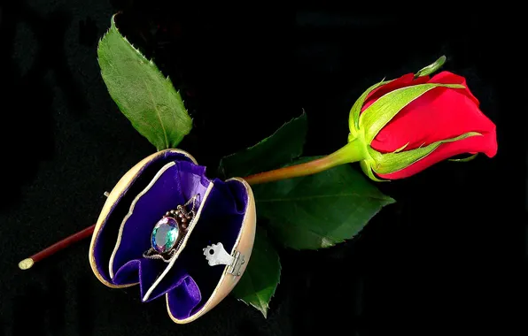 Picture flower, gift, stone, rose, case