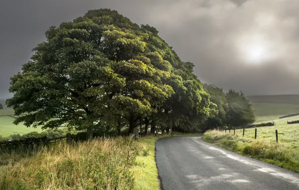 Road, trees, landscape