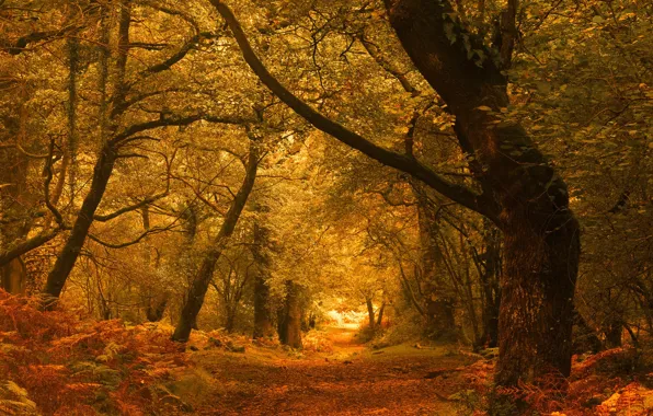 Autumn, forest, trees, England, England, Exmoor, Exmoor, Horner Woods