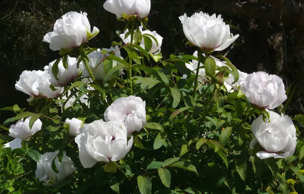 Leaves, flowers, white, the bushes, peonies