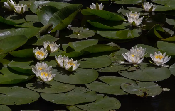 Leaves, nature, lake, Lily, water lilies