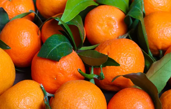 Leaves, citrus, Mandarin