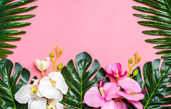 Picture leaves, flowers, background, Orchid