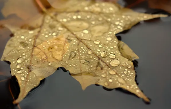Leaves, drops, macro