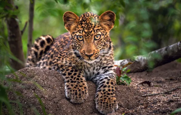 Picture trees, foliage, small, leopard