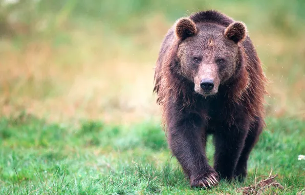 Grass, look, face, glade, bear, bear, walk, sneaks