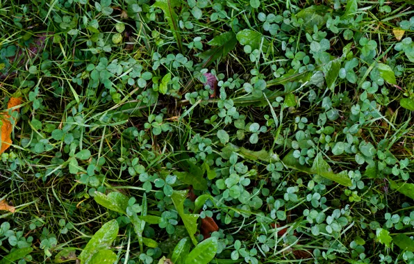 Picture green, pattern, ground, clover