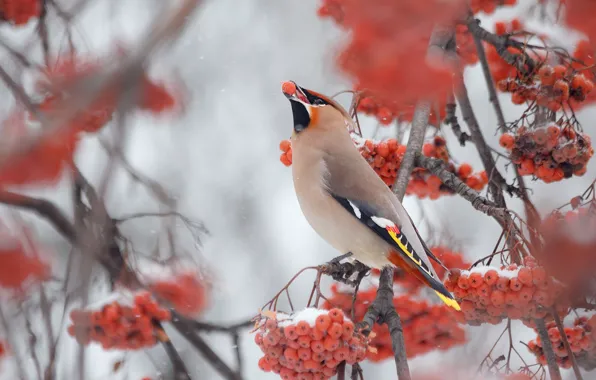 Picture winter, trees, bird, Rowan, swistel