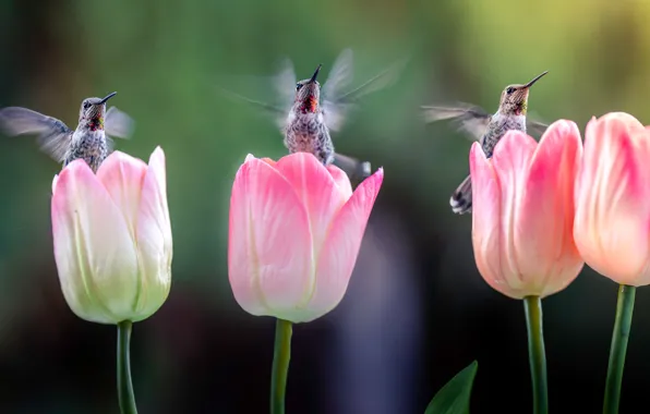 Flowers, birds, Hummingbird, tulips, three, birds, pink, trio