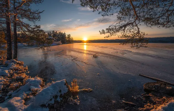 Winter, trees, sunset, lake, ice, Norway, pine, Norway