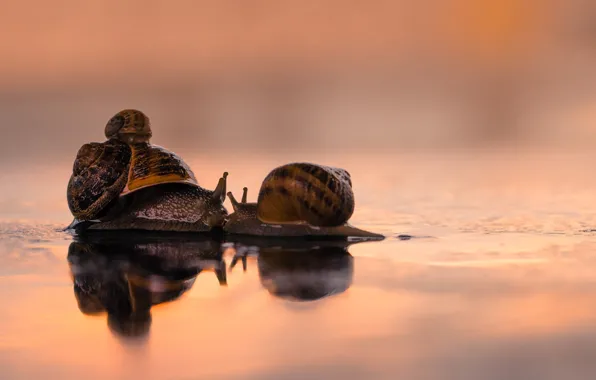 Picture love, kiss, family, snails