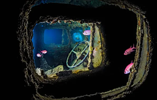 Fish, diving, The red sea, Thistlegorm, sunken cargo ship