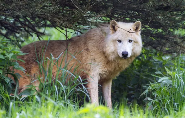White, grass, look, face, branches, wolf, needles, polar