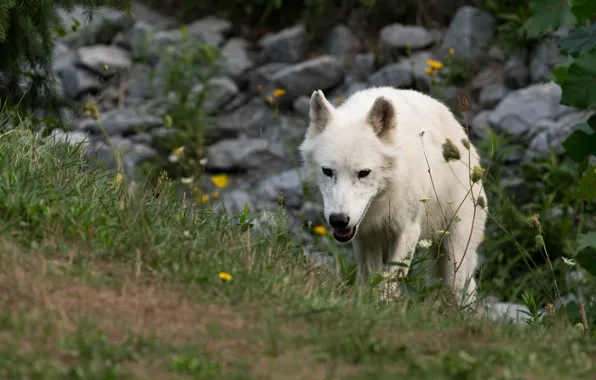 White, grass, look, nature, pose, stones, wolf, slope