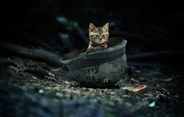 Cute, Kitty, War, Small, Art, Cat, War, Kitten