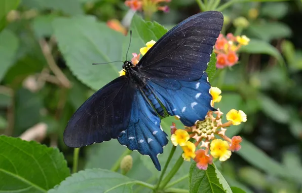 Flowers, macro, wings, Butterfly, beautiful, closeup