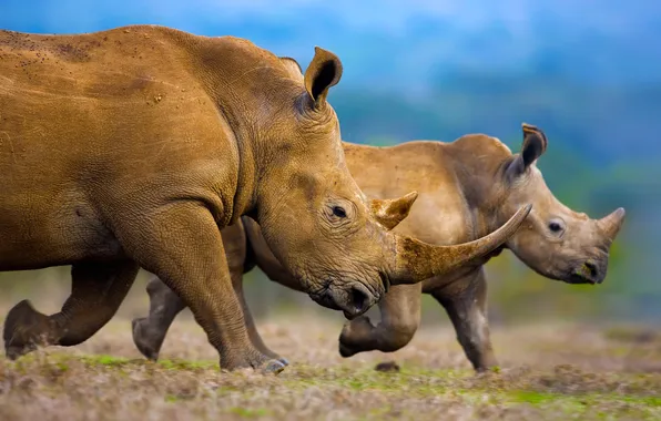 Family, Africa, horn, white Rhino