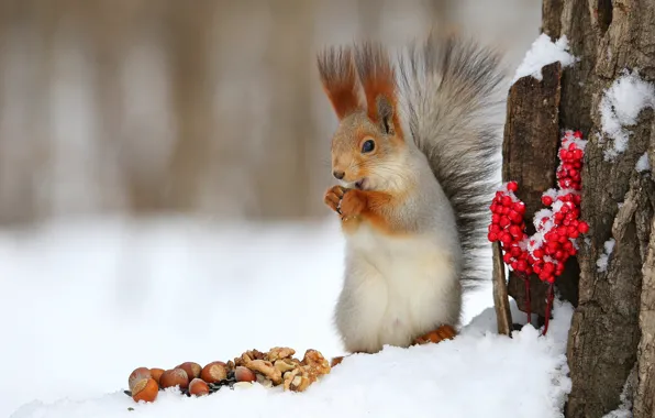 Winter, snow, pose, berries, tree, legs, protein, bark