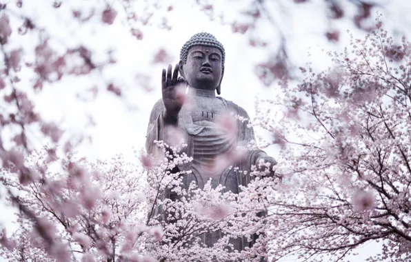 Picture cherry blossoms, statue, Buddha, religion