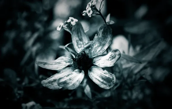 Macro, black and white, Flower