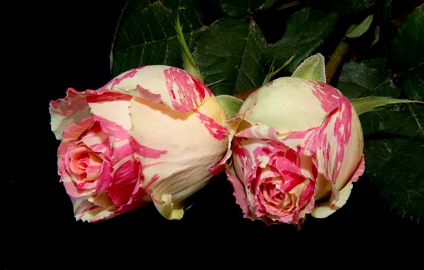 Roses, Two, black background, motley