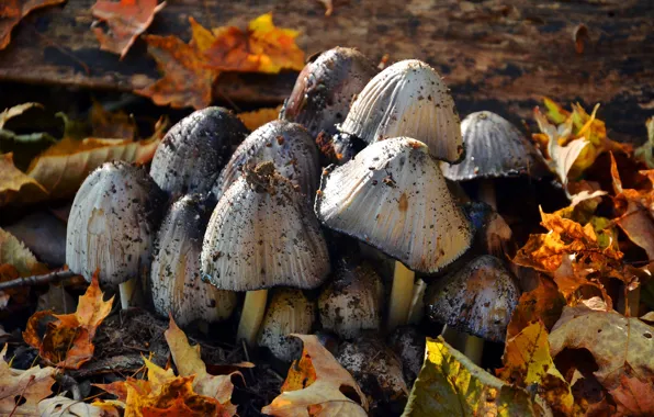 Autumn, nature, foliage, mushrooms, mushroom, log, family, autumn leaves