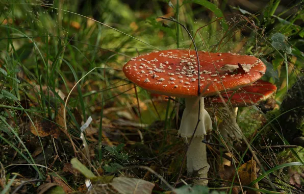 Grass, nature, mushrooms, mushroom, mushroom, Amanita