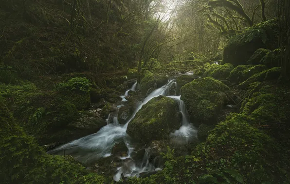Forest, stream, stones, moss, Italy, cascade
