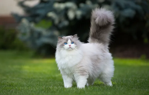 Cat, grass, cat, nature, lawn, fluffy, tail, walk
