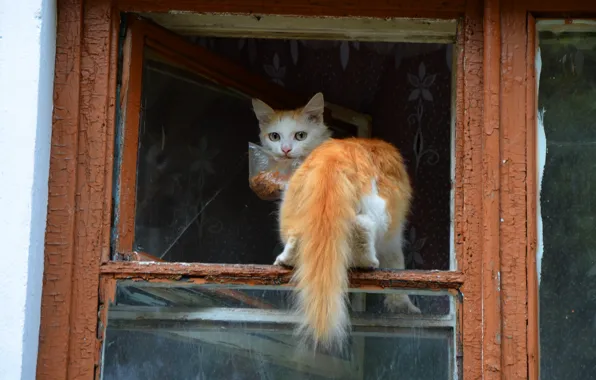 Cat, cat, look, glass, house, frame, package, window