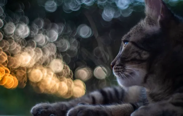 Cat, cat, look, face, close-up, glare, grey, background