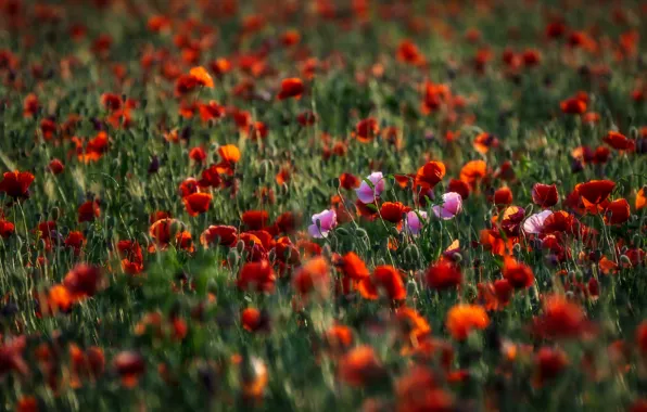 Picture summer, flowers, Maki, blur, meadow, red, a lot, bokeh