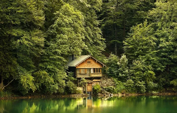 Picture forest, trees, landscape, nature, lake, house, plants, hut