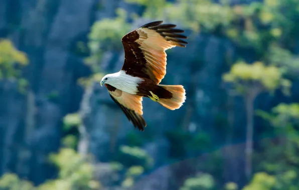 Picture background, bird, eagle, predator