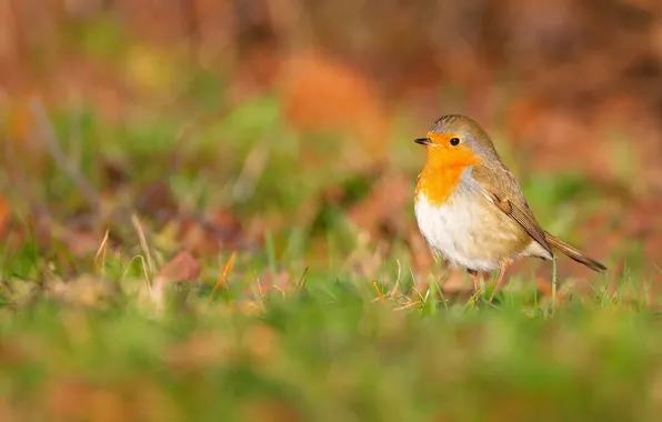 Picture grass, light, orange, background, bird, glade, bird, bokeh