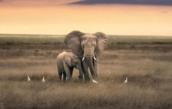 Birds, nature, elephants
