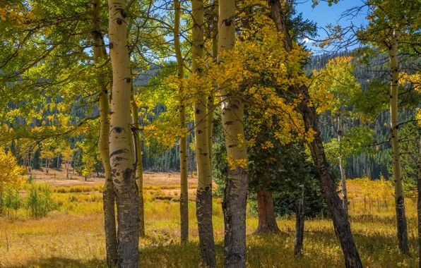Picture autumn, forest, the sun, trees, mountains, USA, Rocky Mountain National Park