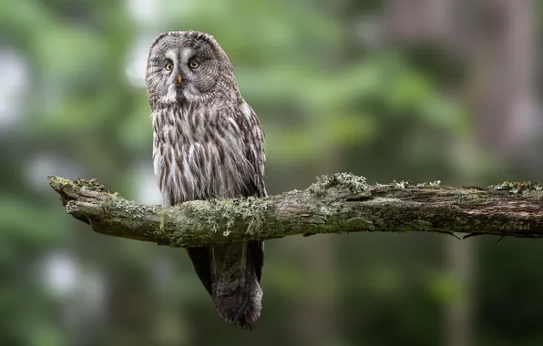 Branches, bird, Great grey owl