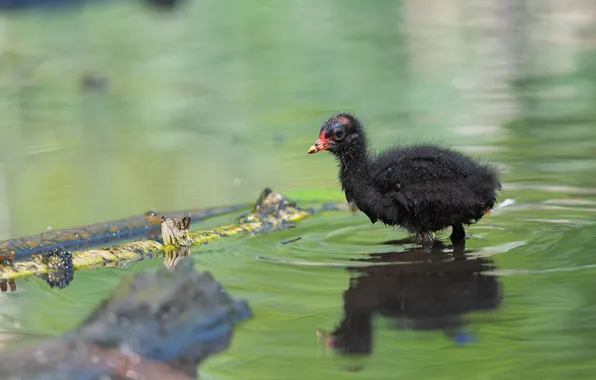 Water, macro, bird, baby, chick, About the water chickens, Voronov Denis, Moorhen