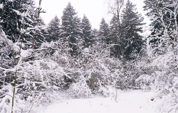 Picture winter, forest, snow, trees, Russia, snowfall