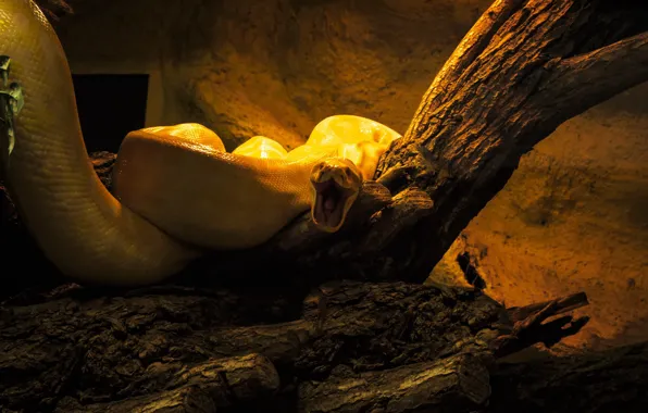 Branches, yellow, tree, snake, mouth, Python, aggression, zoo