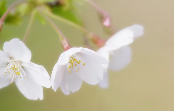 Greens, nature, sprig, spring, petals, white, flowering, cherry. Sakura
