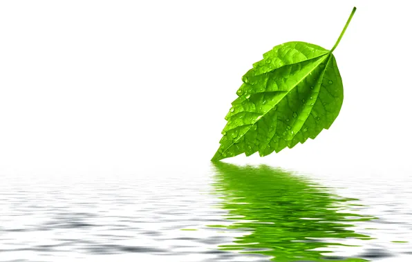 Water, drops, sheet, green, reflection
