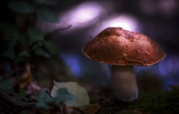 Picture leaves, glare, mushroom, moss, blur